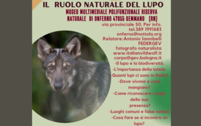 Il ruolo naturale del lupo