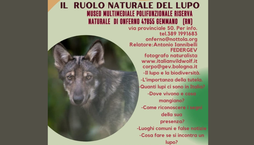 Il ruolo naturale del lupo