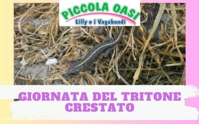 Pomeriggio all’oasi