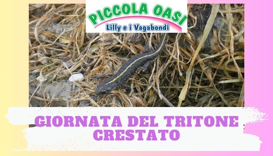 Pomeriggio all’oasi