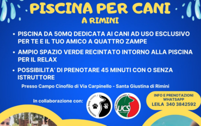 Quattrozampe in acqua!