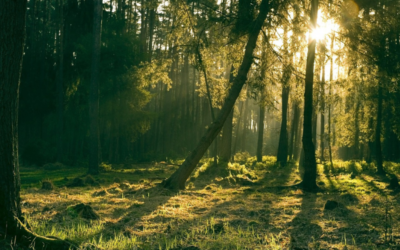 Abbattimento alberi