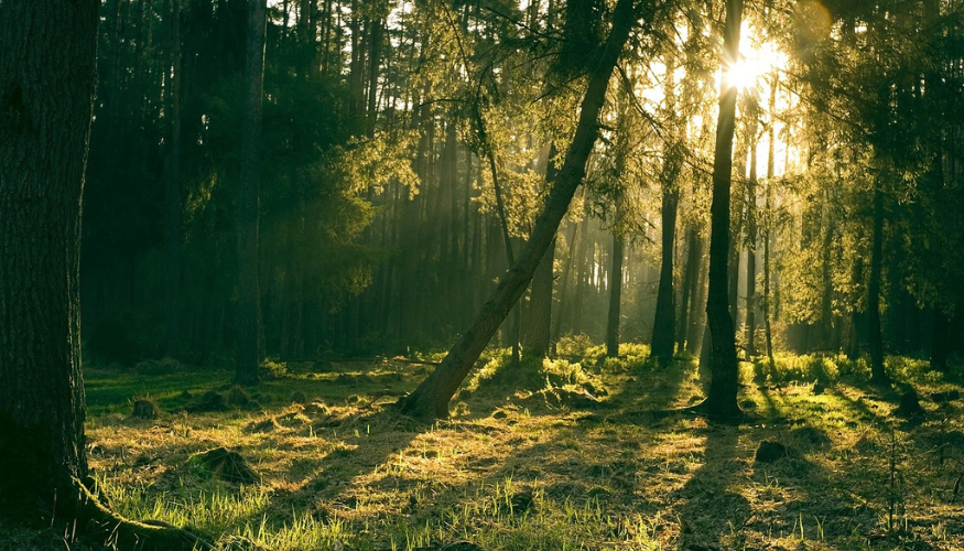 Abbattimento alberi
