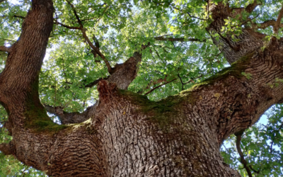 Wwf… si riparte