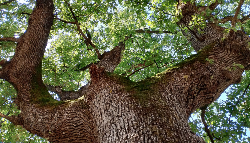 Wwf… si riparte