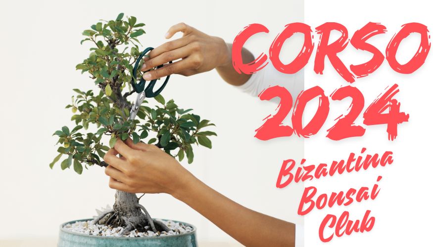 Corso bonsai 2024