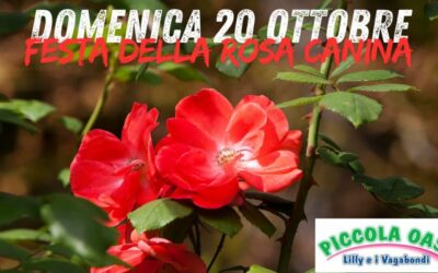 Festa della rosa canina
