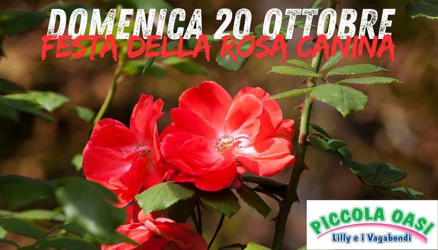 Festa della rosa canina