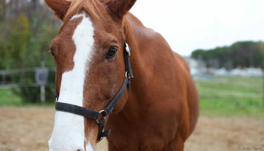 Foto di muso di cavallo in primo piano
