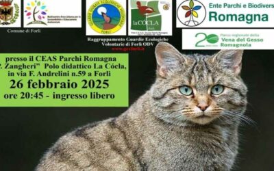 Il Gatto Selvatico