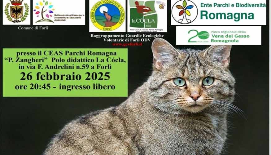 Il Gatto Selvatico