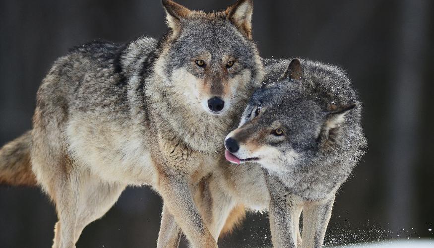 Le Farfalle e il Lupo