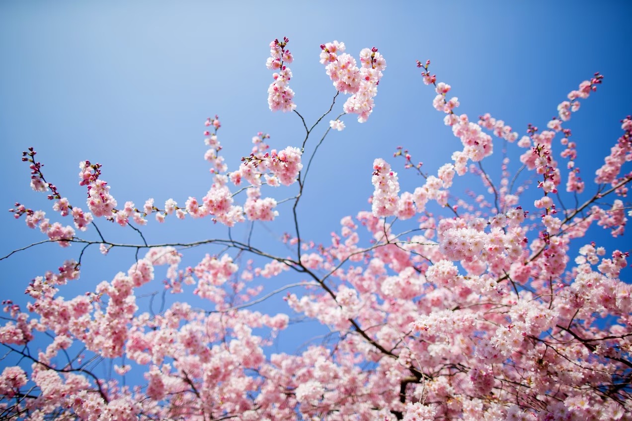 primavera Primavera.