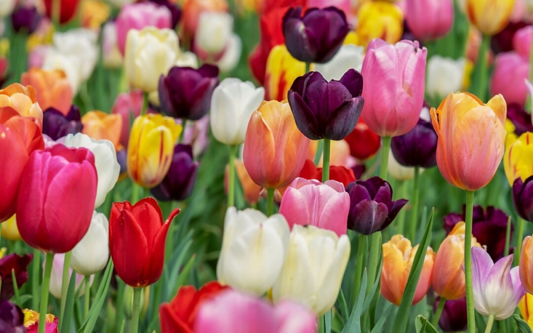 Primavera con Crisalide