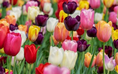 Primavera con Crisalide