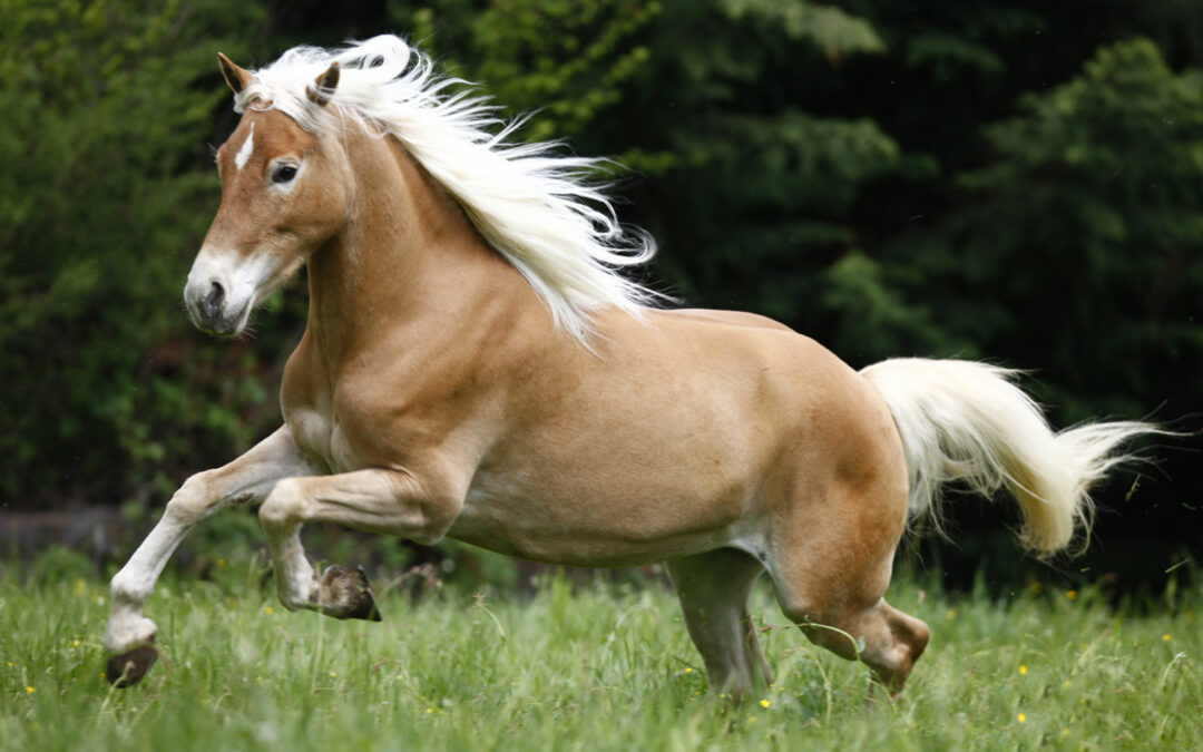 E… state a cavallo