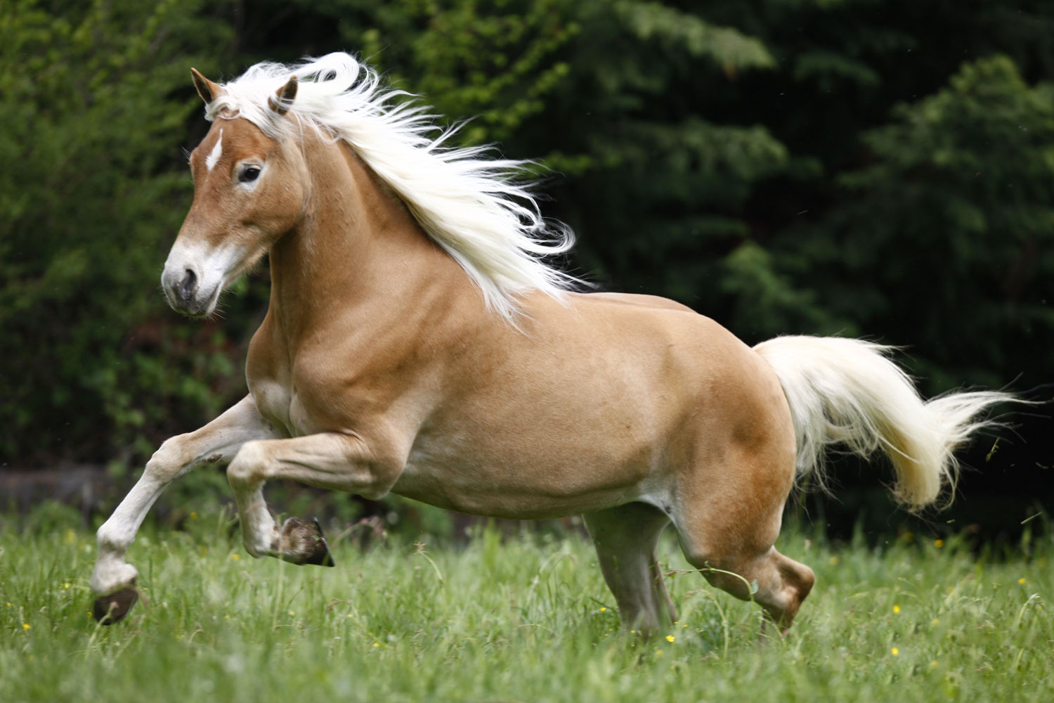 cavallo Cavallo.
