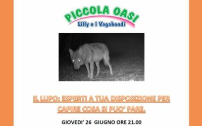 Il lupo: una chiacchierata con gli esperti