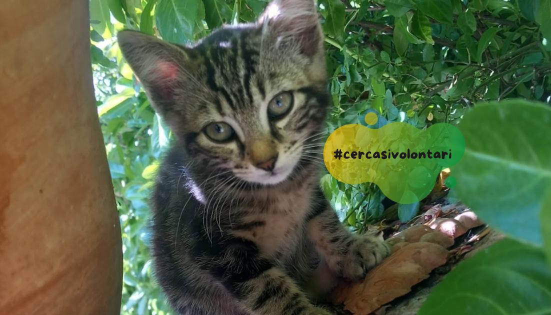 Rimini: cercasi volontari per la cura di colonie feline