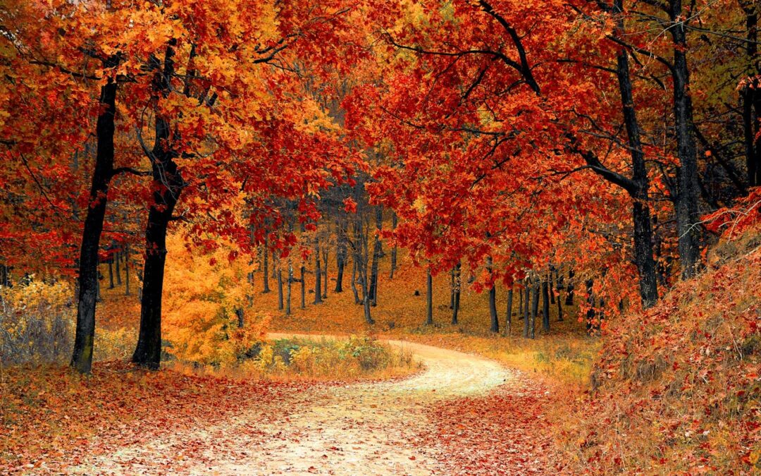 Autunno con Crisalide
