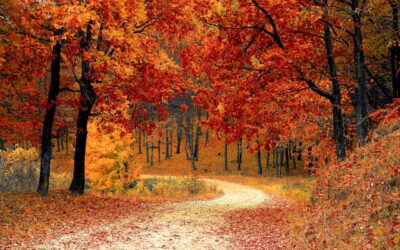 Autunno con Crisalide