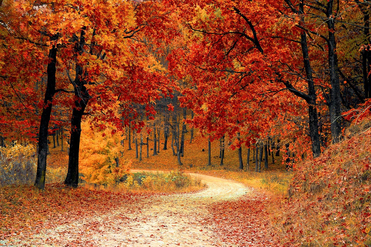 Autunno con crisalide.