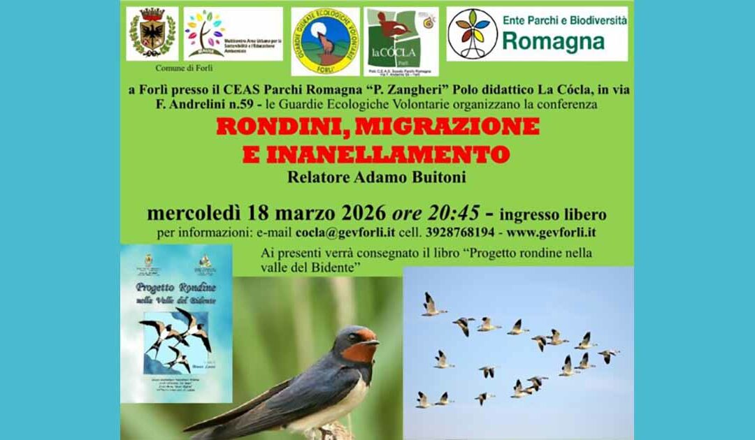 Rondini: migrazione e inanellamento