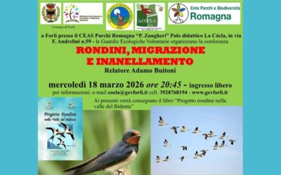 Rondini: migrazione e inanellamento