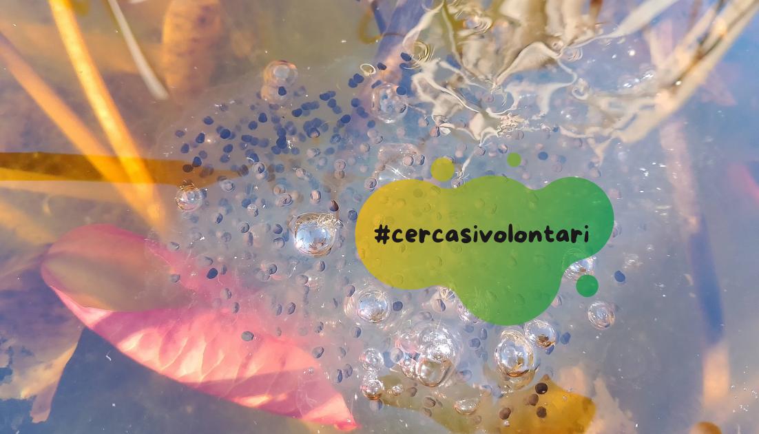 adotta-a-river-wwf-rimini Coriano (Rn): il 22 marzo azione di pulizia al Parco del Marano con i volontari del Wwf