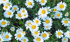 Festa di Primavera