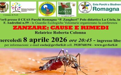 Zanzare: cause e rimedi