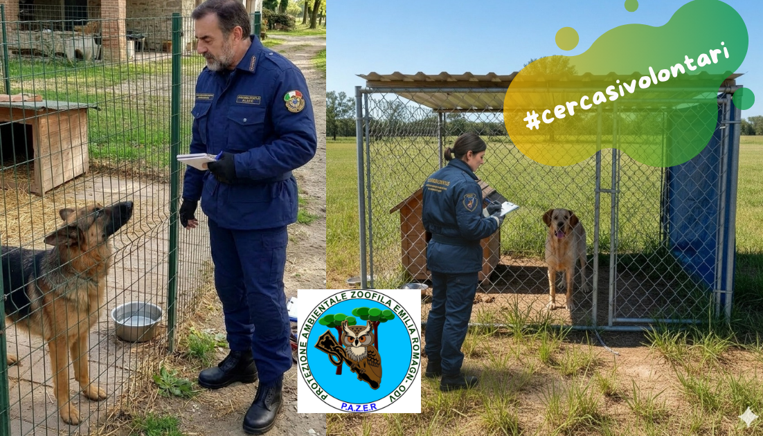 pazer cerca volontari