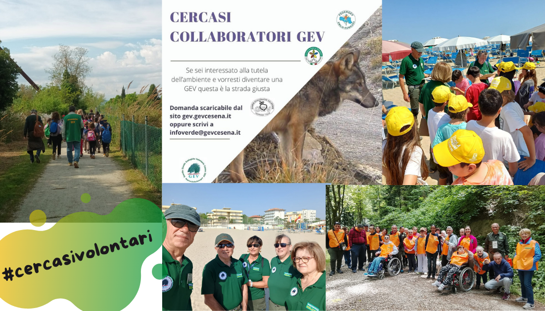 gev volontari gev cesena cerca volontari