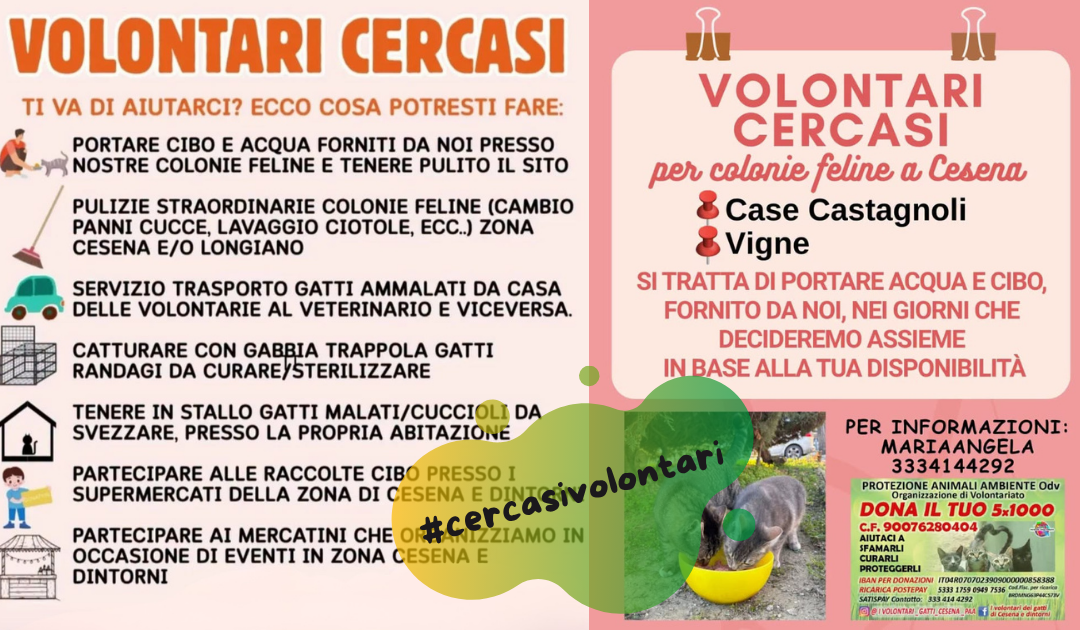 Ricerca volontari per le colonie feline di Cesena