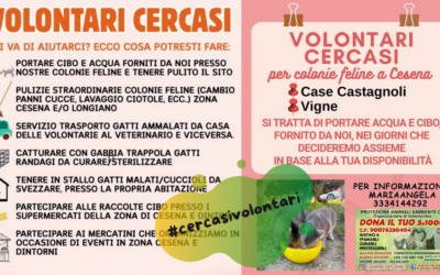 Ricerca volontari per le colonie feline di Cesena