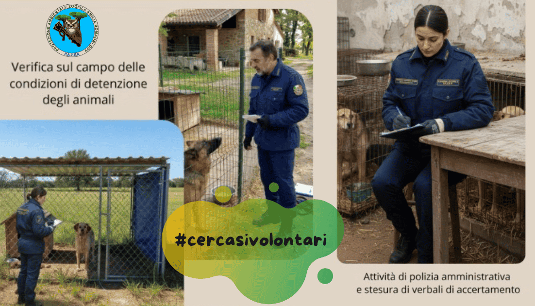 corso 2027 pazer corso 2027 pazer